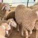 This is how we deal with the sacrifice days before Eid al-Adha – Al-Shorouk Online