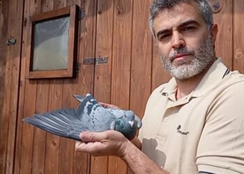San Marino – Casadei takes Brindisi, fourth victory of the season for his pigeons in a 592 kilometer sky marathon
