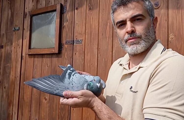 San Marino – Casadei takes Brindisi, fourth victory of the season for his pigeons in a 592 kilometer sky marathon