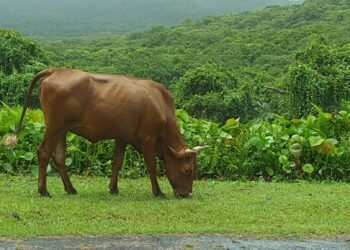 Food security or risky investment? Palau’s livestock proposal faces scrutiny over evidence gaps