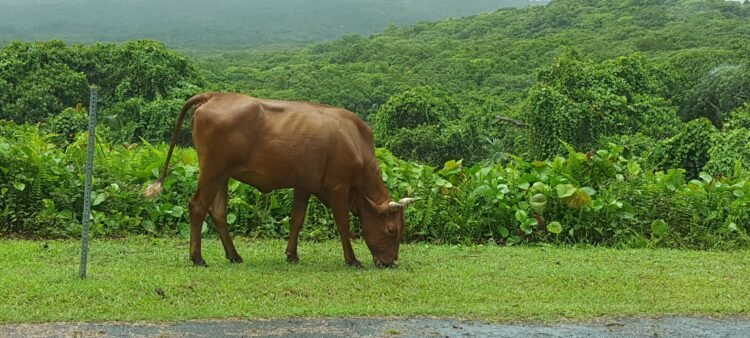 Food security or risky investment? Palau’s livestock proposal faces scrutiny over evidence gaps