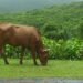 Food security or risky investment? Palau’s livestock proposal faces scrutiny over evidence gaps