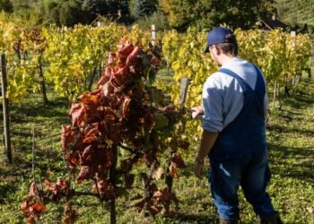 Severe Spring Frost Causes Unprecedented Vineyard Losses