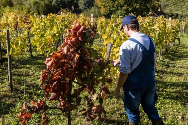 Severe Spring Frost Causes Unprecedented Vineyard Losses