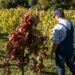 Severe Spring Frost Causes Unprecedented Vineyard Losses