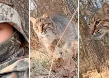 Video captures the moment when a hunter becomes prey and is attacked by a lynx in the United States