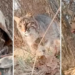 Video captures the moment when a hunter becomes prey and is attacked by a lynx in the United States
