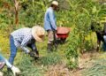 Agroforestry: the end of “violent agriculture”