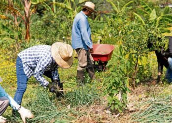 Agroforestry: the end of “violent agriculture”