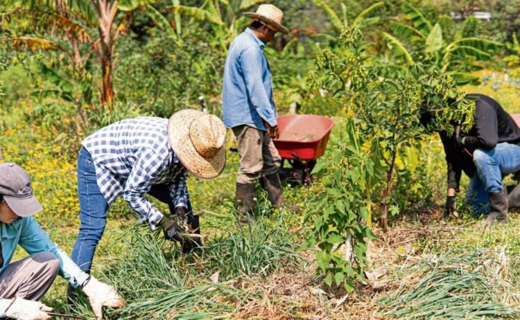 Agroforestry: the end of “violent agriculture”