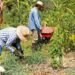 Agroforestry: the end of “violent agriculture”