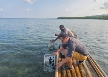 Palau Releases 1,500 Sea Cucumber Juveniles to Revive Scarce Coastal Treasure