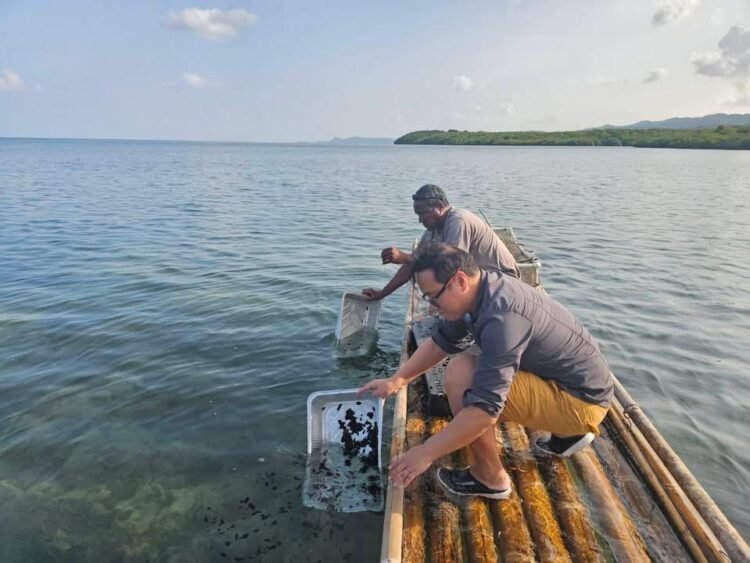Palau Releases 1,500 Sea Cucumber Juveniles to Revive Scarce Coastal Treasure