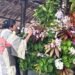 Ikebana Master Koen Yokoi Showcases Art of Nature at Palau Visitors Authority Green Fair, Strengthening Japan–Palau Ties