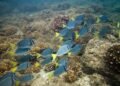 What is at stake with the Benicio Robinson law that weakens the protection of coral reefs