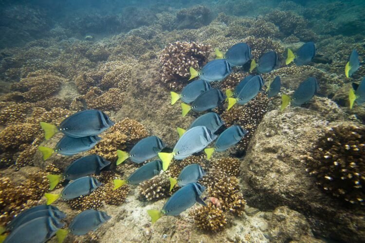 What is at stake with the Benicio Robinson law that weakens the protection of coral reefs