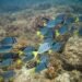 What is at stake with the Benicio Robinson law that weakens the protection of coral reefs