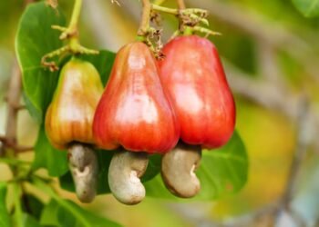Cashew in danger: Idiap evaluates genetic material to combat fungi in its crop