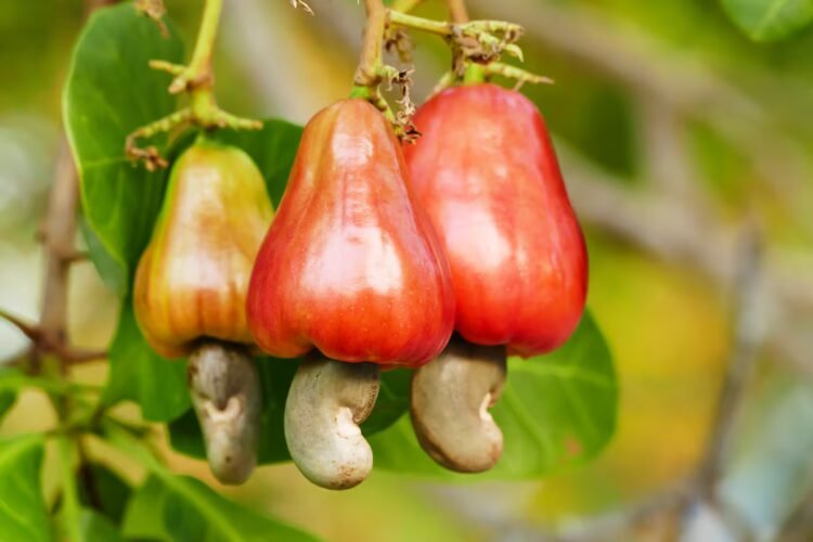 Cashew in danger: Idiap evaluates genetic material to combat fungi in its crop