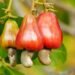 Cashew in danger: Idiap evaluates genetic material to combat fungi in its crop