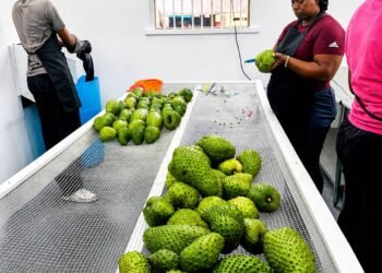 FAO support enables Grenada GLOBALG.A.P. Certification for Soursop