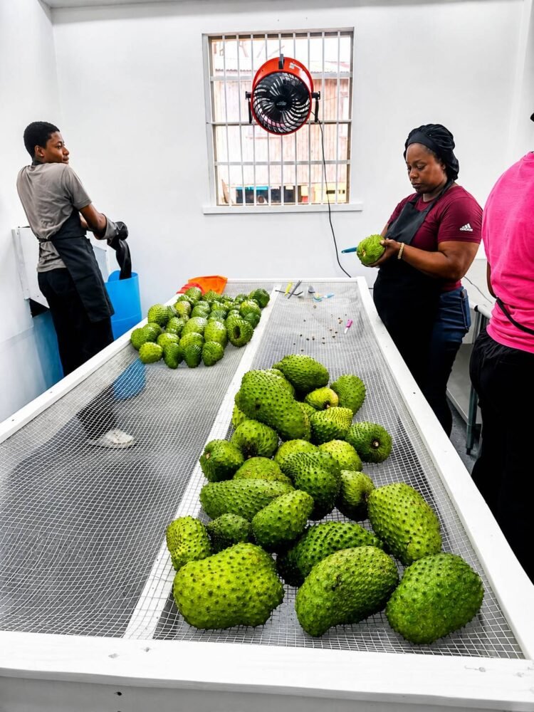 FAO support enables Grenada GLOBALG.A.P. Certification for Soursop