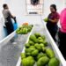 FAO support enables Grenada GLOBALG.A.P. Certification for Soursop
