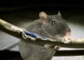 Island‑wide blackout linked to rodent interference