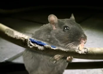 Island‑wide blackout linked to rodent interference