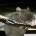 Island‑wide blackout linked to rodent interference