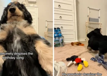 Hit on the Internet – The adorable dog can’t stand the song “Happy Birthday”, he gets angry every time