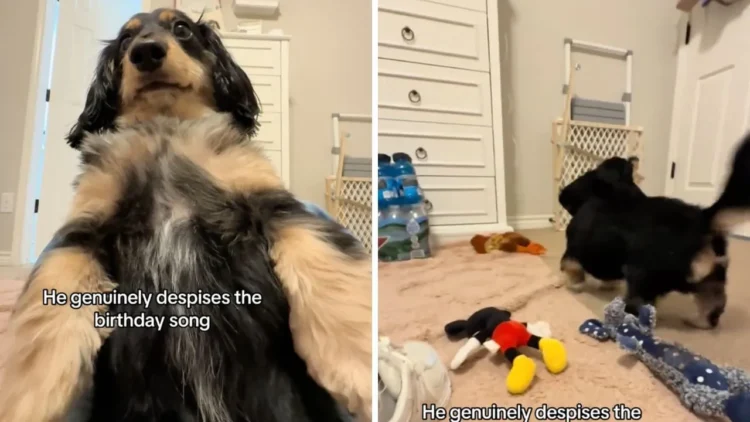 Hit on the Internet – The adorable dog can’t stand the song “Happy Birthday”, he gets angry every time