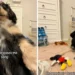 Hit on the Internet – The adorable dog can’t stand the song “Happy Birthday”, he gets angry every time