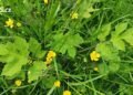 Free homemade pesto? All you need is some weeds from the garden and a few minutes in the kitchen