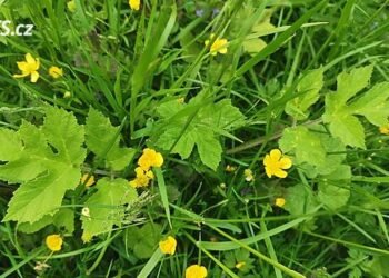 Free homemade pesto? All you need is some weeds from the garden and a few minutes in the kitchen