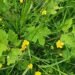 Free homemade pesto? All you need is some weeds from the garden and a few minutes in the kitchen