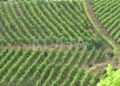 The Ministry of Agriculture publishes the anticipated subsidies for each sector