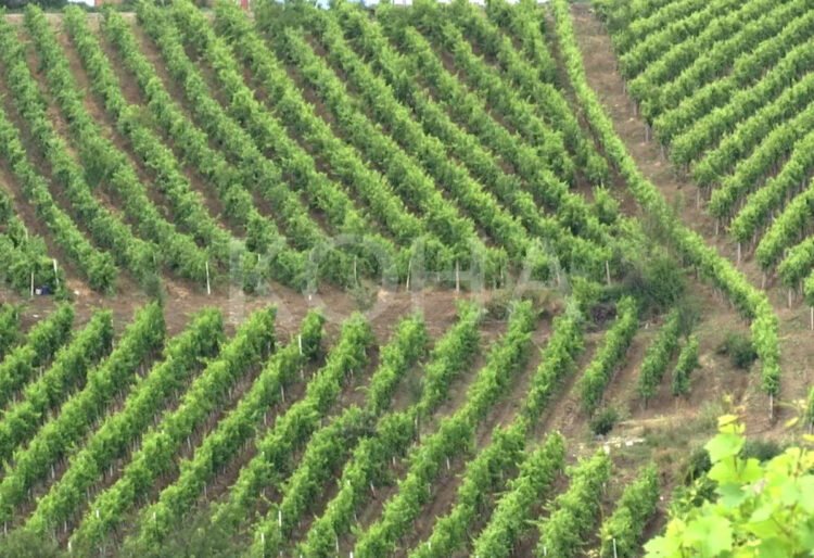 The Ministry of Agriculture publishes the anticipated subsidies for each sector