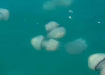 (VIDEO) Fascinating scene in the Gulf of Trieste: the sea occupied by huge jellyfish