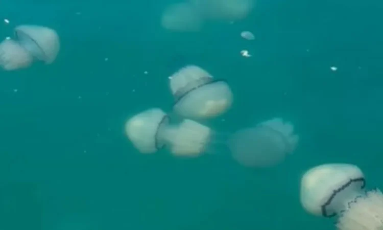 (VIDEO) Fascinating scene in the Gulf of Trieste: the sea occupied by huge jellyfish