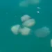 (VIDEO) Fascinating scene in the Gulf of Trieste: the sea occupied by huge jellyfish