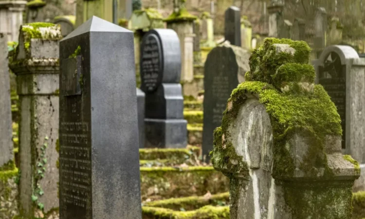 As in the crime series: a piece of moss helped reveal the grave robbers