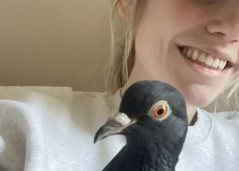 A New Yorker with a dove in her purse inspires millions