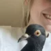 A New Yorker with a dove in her purse inspires millions