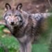 Cabinet eases rules allowing councils to shoot “problem” wolves