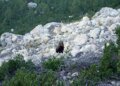 Rare bear sighting in Swiss valley