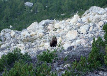 Rare bear sighting in Swiss valley