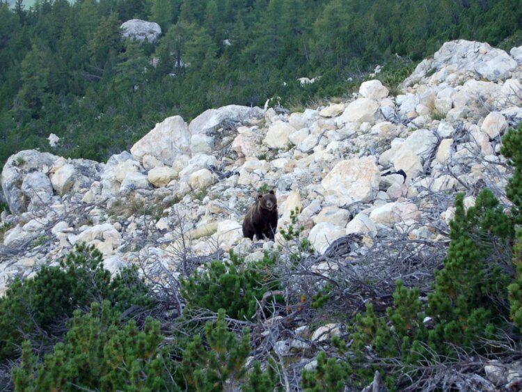 Rare bear sighting in Swiss valley
