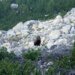 Rare bear sighting in Swiss valley