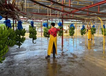 Banana reactivation in Bocas del Toro: 5,065 jobs recovered, says Minister Moltó